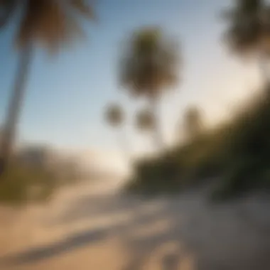 Palm trees lining a California beach